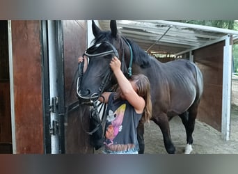 Koń wielkopolski, Wałach, 5 lat, 170 cm, Kara