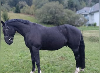 Koń wielkopolski, Wałach, 5 lat, 170 cm, Kara