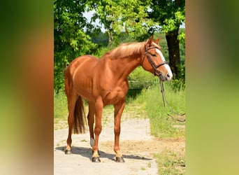 Koń wielkopolski, Wałach, 6 lat, 164 cm, Kasztanowata