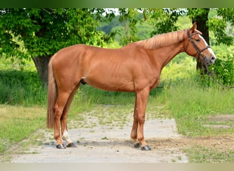 Koń wielkopolski, Wałach, 6 lat, 164 cm, Kasztanowata