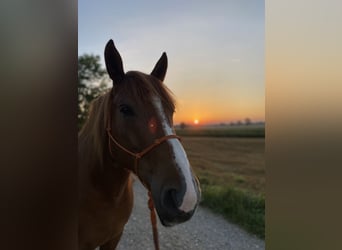 Koń wielkopolski, Wałach, 7 lat, 158 cm, Kasztanowata