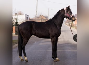 Koń wielkopolski, Wałach, 7 lat, 162 cm, Kara