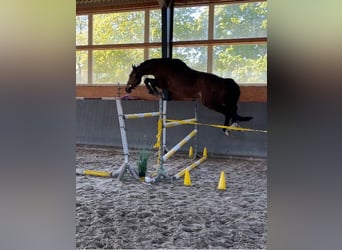 Koń wielkopolski, Wałach, 7 lat, 168 cm, Gniada