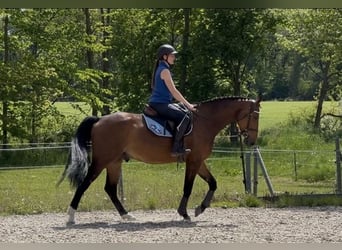 Koń wielkopolski, Wałach, 7 lat, 168 cm, Gniada
