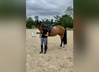 Koń wielkopolski, Wałach, 7 lat, 168 cm, Gniada
