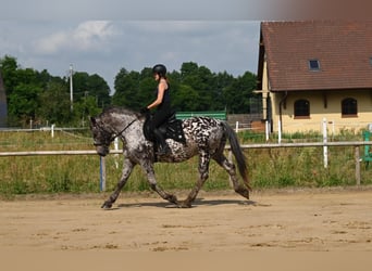 Koń wielkopolski, Wałach, 8 lat, 162 cm