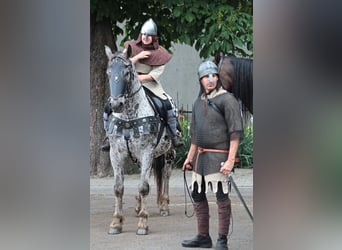 Koń wielkopolski, Wałach, 8 lat, 162 cm, Tarantowata