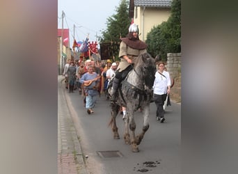 Koń wielkopolski, Wałach, 8 lat, 162 cm, Tarantowata