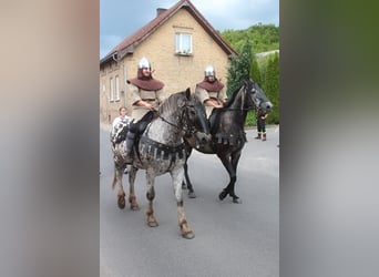 Koń wielkopolski, Wałach, 8 lat, 162 cm, Tarantowata