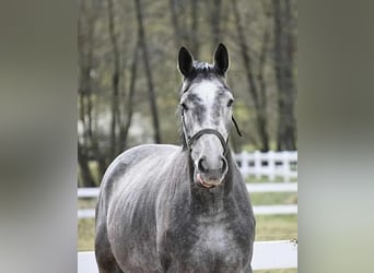 Koń wielkopolski, Wałach, 8 lat, 175 cm, Siwa jabłkowita