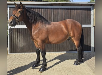 Koń wielkopolski Mix, Wałach, 9 lat, 155 cm, Gniada