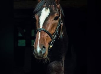 Koń wielkopolski, Wałach, 10 lat, 168 cm, Skarogniada