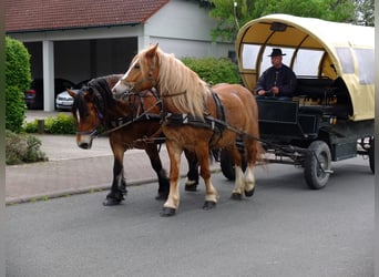 Koń wielkopolski Mix, Wałach, 11 lat, 158 cm, Kasztanowata