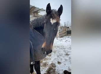 Koń wielkopolski, Wałach, 11 lat, 160 cm, Ciemnogniada