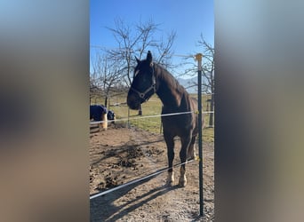 Koń wielkopolski, Wałach, 11 lat, 160 cm, Ciemnogniada