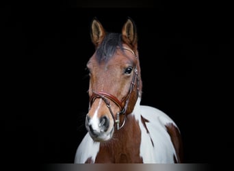 Koń wielkopolski, Wałach, 12 lat, 150 cm, Srokata