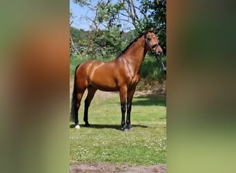 Koń wielkopolski, Wałach, 12 lat, 165 cm, Gniada