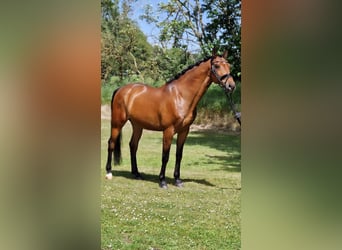 Koń wielkopolski, Wałach, 12 lat, 165 cm, Gniada