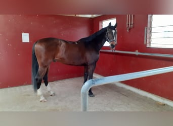Koń wielkopolski, Wałach, 12 lat, 174 cm, Gniada