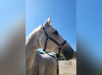 Koń wielkopolski, Wałach, 14 lat, 165 cm, Siwa w hreczce