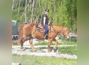 Koń wielkopolski, Wałach, 15 lat, 158 cm, Kasztanowata