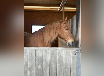Koń wielkopolski, Wałach, 15 lat, 170 cm, Kasztanowata