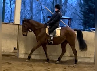 Koń wielkopolski, Wałach, 16 lat, 170 cm, Gniada