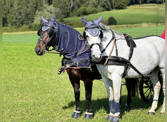 Koń wielkopolski, Wałach, 17 lat, 177 cm, Siwa