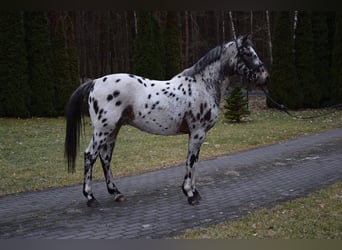 Koń wielkopolski, Wałach, 3 lat, 148 cm, Tarantowata