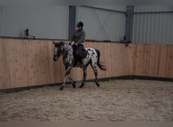 Koń wielkopolski, Wałach, 3 lat, 148 cm, Tarantowata