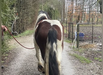 Koń wielkopolski Mix, Wałach, 3 lat, 157 cm, Tobiano wszelkich maści
