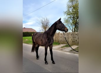 Koń wielkopolski, Wałach, 3 lat, 158 cm, Gniadodereszowata