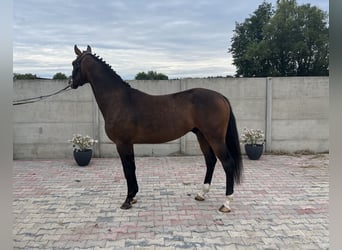 Koń wielkopolski, Wałach, 3 lat, 160 cm, Gniada