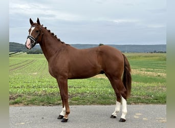 Koń wielkopolski, Wałach, 3 lat, 162 cm, Kasztanowata