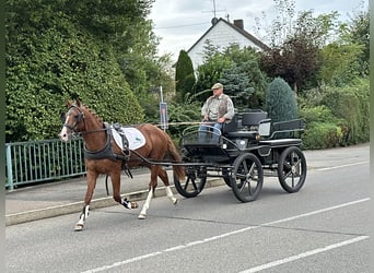 Koń wielkopolski, Wałach, 3 lat, 162 cm, Kasztanowata