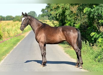 Koń wielkopolski, Wałach, 3 lat, 162 cm, Tarantowata