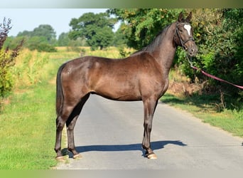 Koń wielkopolski, Wałach, 3 lat, 162 cm, Tarantowata