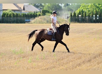 Koń wielkopolski, Wałach, 3 lat, 162 cm, Tarantowata