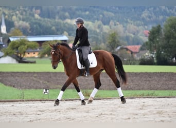 Koń wielkopolski, Wałach, 3 lat, 163 cm, Gniada