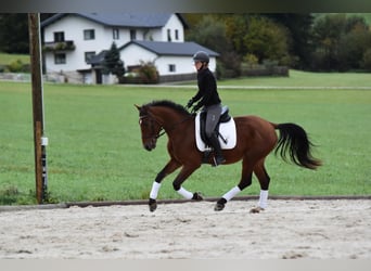 Koń wielkopolski, Wałach, 3 lat, 163 cm, Gniada