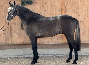 Koń wielkopolski, Wałach, 3 lat, 166 cm, Siwa
