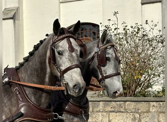 Koń wielkopolski, Wałach, 3 lat, 167 cm, Siwa