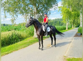 Koń wielkopolski, Wałach, 3 lat, 168 cm, Kara