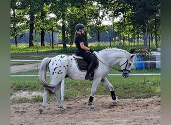 Koń wielkopolski, Wałach, 3 lat, 168 cm, Tarantowata