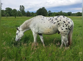 Koń wielkopolski, Wałach, 3 lat, 168 cm, Tarantowata