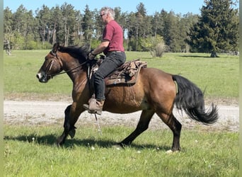 Koń wielkopolski, Wałach, 4 lat, 155 cm, Ciemnogniada