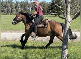 Koń wielkopolski, Wałach, 4 lat, 155 cm, Ciemnogniada