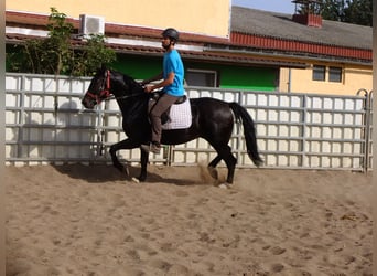 Koń wielkopolski, Wałach, 4 lat, 155 cm, Ciemnogniada