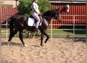Koń wielkopolski, Wałach, 4 lat, 155 cm, Ciemnogniada