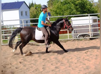 Koń wielkopolski, Wałach, 4 lat, 155 cm, Ciemnogniada